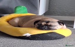 Pug dogs for sale: Sweet girl in need of a loving home - Image 7