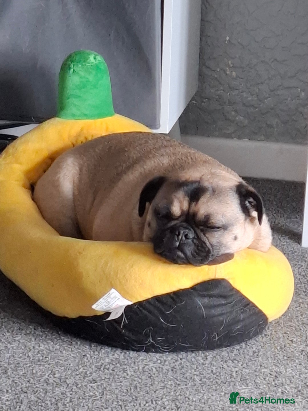 Pug dogs for sale: Sweet girl in need of a loving home - Image 7