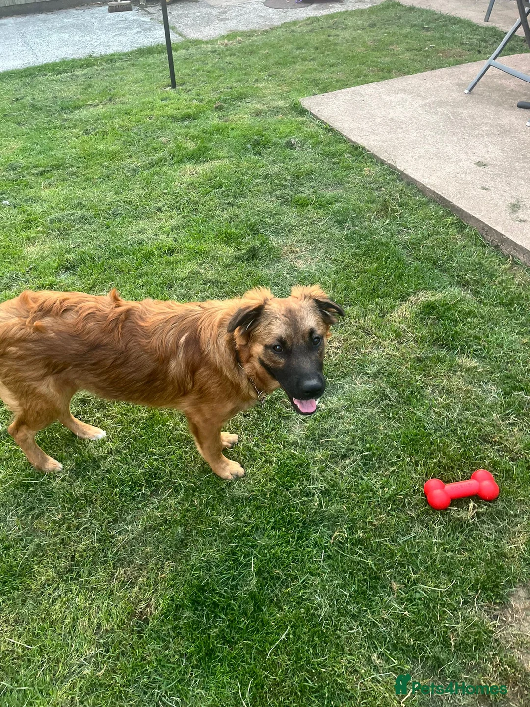 Mixed Breed dogs for sale: 18 month old Chase - Advert 3