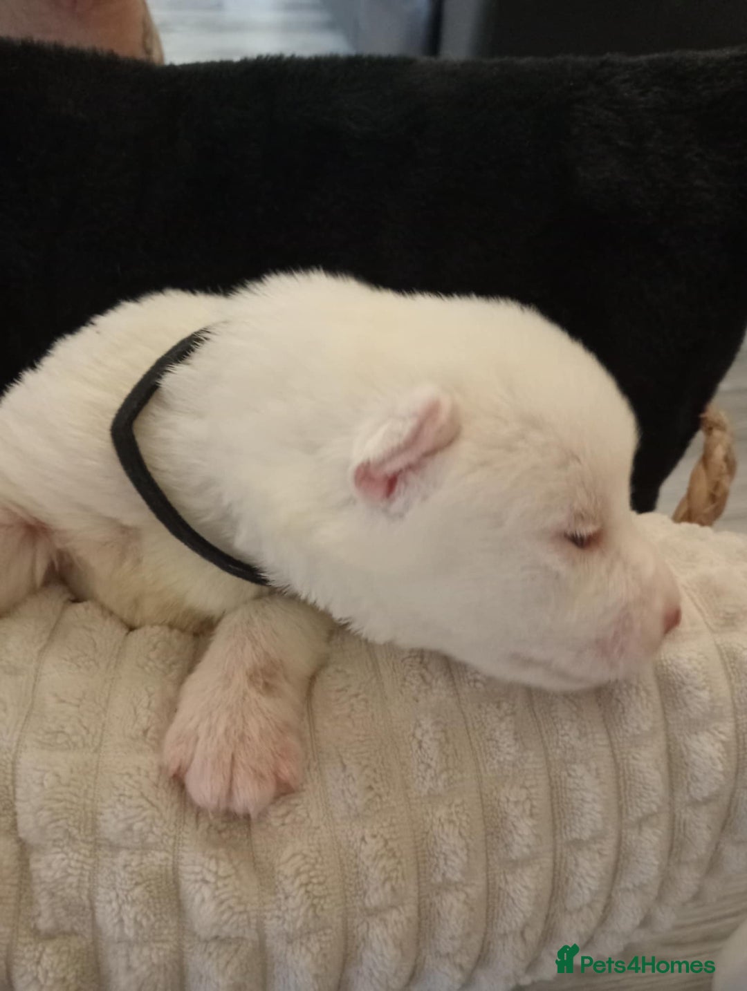 Siberian Husky dogs for sale: Siberian Husky puppies  - Image 7
