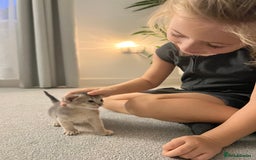 Abyssinian cats for sale: 🥇 5+ Gen Champ🏆 Fawn🤍Blue💙 girls🤎choco🧡ruddy - Image 21