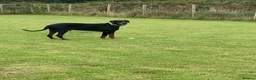 Dobermann dogs for sale: 5 year Old Male - Advert 10