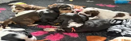 Cocker Spaniel dogs for sale: ✅RKC Reg✅DNA Tested✅Low COI✅Home Reared✅A* Reviews in Fareham - Advert 26