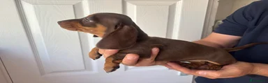 Miniature Dachshund 4