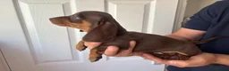 Miniature Dachshund dogs for sale: Miniature dachshund puppies  - Advert 4