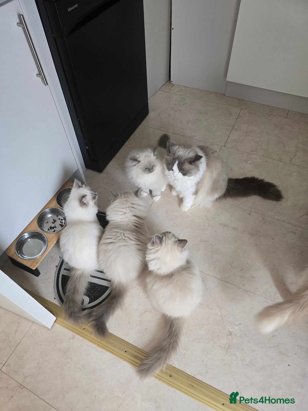 Ragdoll cats for sale: Bella,jordan,gucci,lylia - Advert 7
