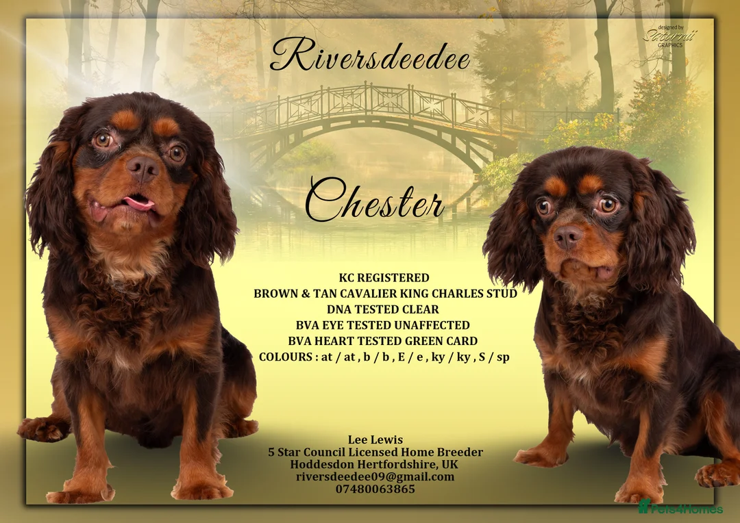 Cavalier King Charles Spaniel dogs for stud: KC REG  HEALTH TESTED CHOC & TAN CAV STUD  - Advert 1