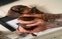 Dachshund dogs for sale: Dachshund puppies for sale  - Image 8