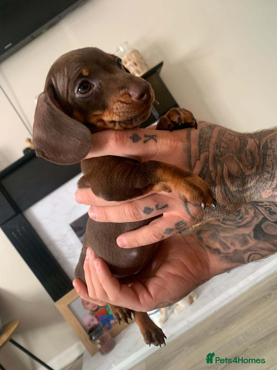 Dachshund dogs for sale: Dachshund puppies for sale  - Image 8