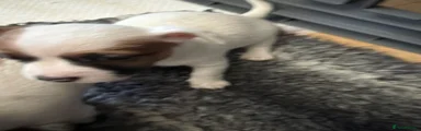 Jack Russell Puppy 2