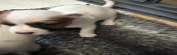 Jack Russell dogs for sale: Two jack russell puppies for sale  in Cirencester - Advert 4