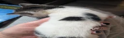 Domestic Shorthair cats for sale: Fluffy Little Mischief Makers Looking for Homes - Advert 9
