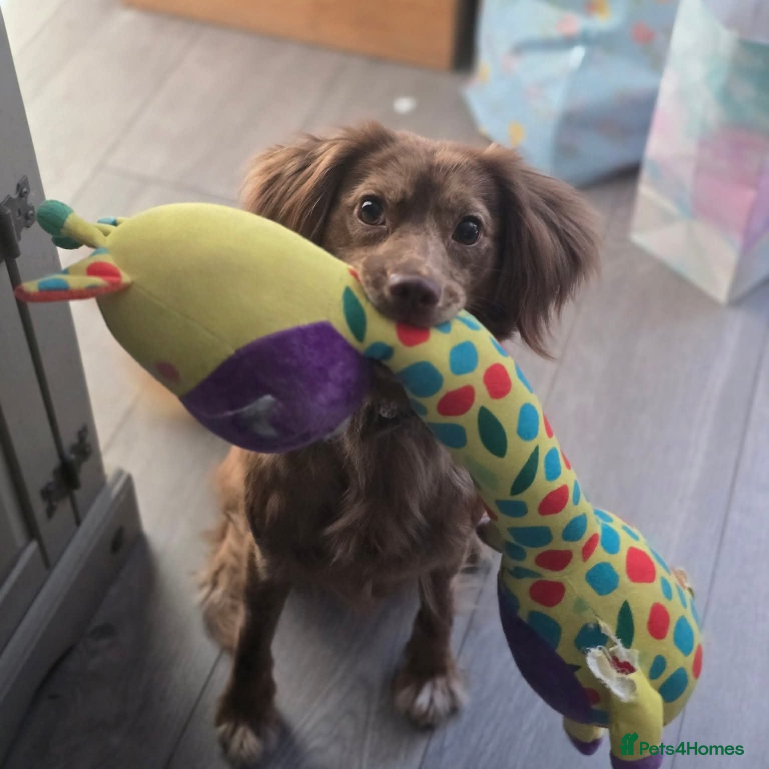 Mixed Breed dogs Spaniel X Pom  - Advert 2