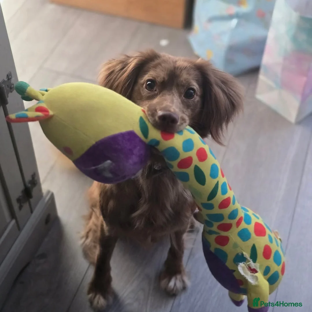 Mixed Breed dogs for sale: Spaniel X Pom  - Advert 1