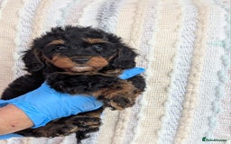 Doxiepoo dogs for sale: Adorable PRA clear daxipoos hypoallergenic  - Image 2