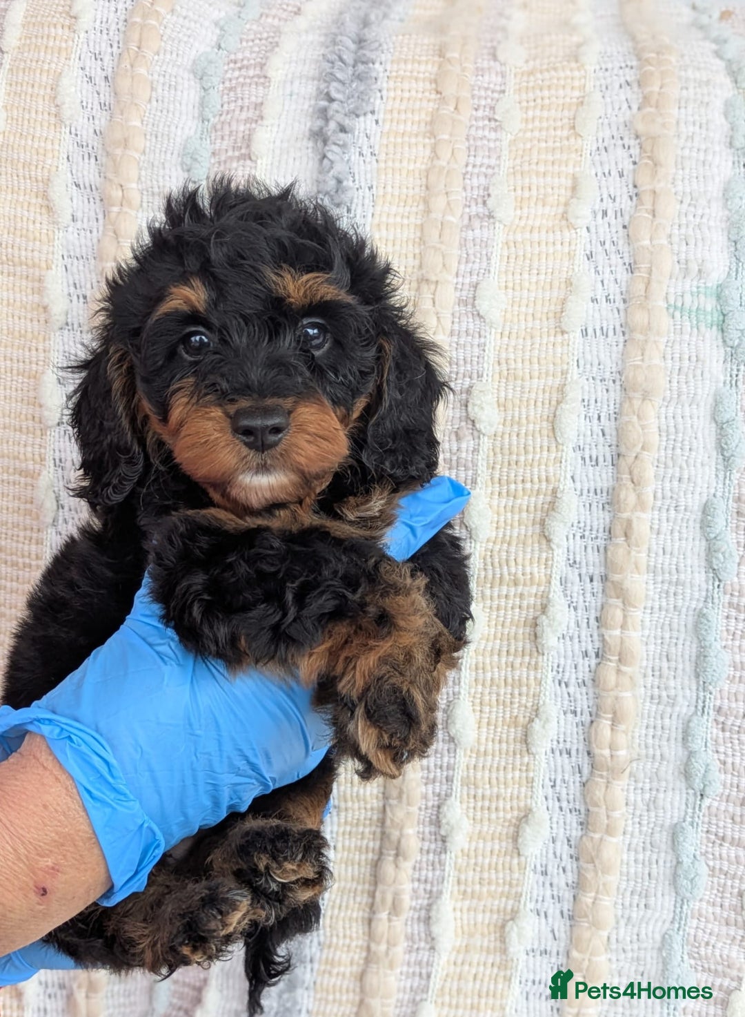 Doxiepoo dogs for sale: Adorable PRA clear daxipoos hypoallergenic  - Image 2
