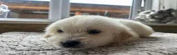 Golden Retriever dogs for sale: Gorgeous golden retriever pups - Advert 21