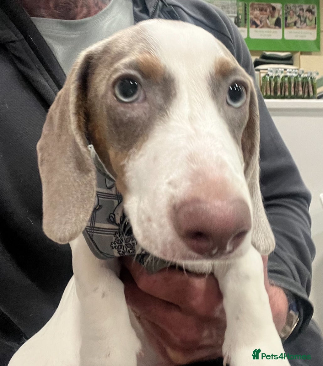 Miniature Dachshund dogs Mini Dautchund Puppy For Sale  - Advert 1