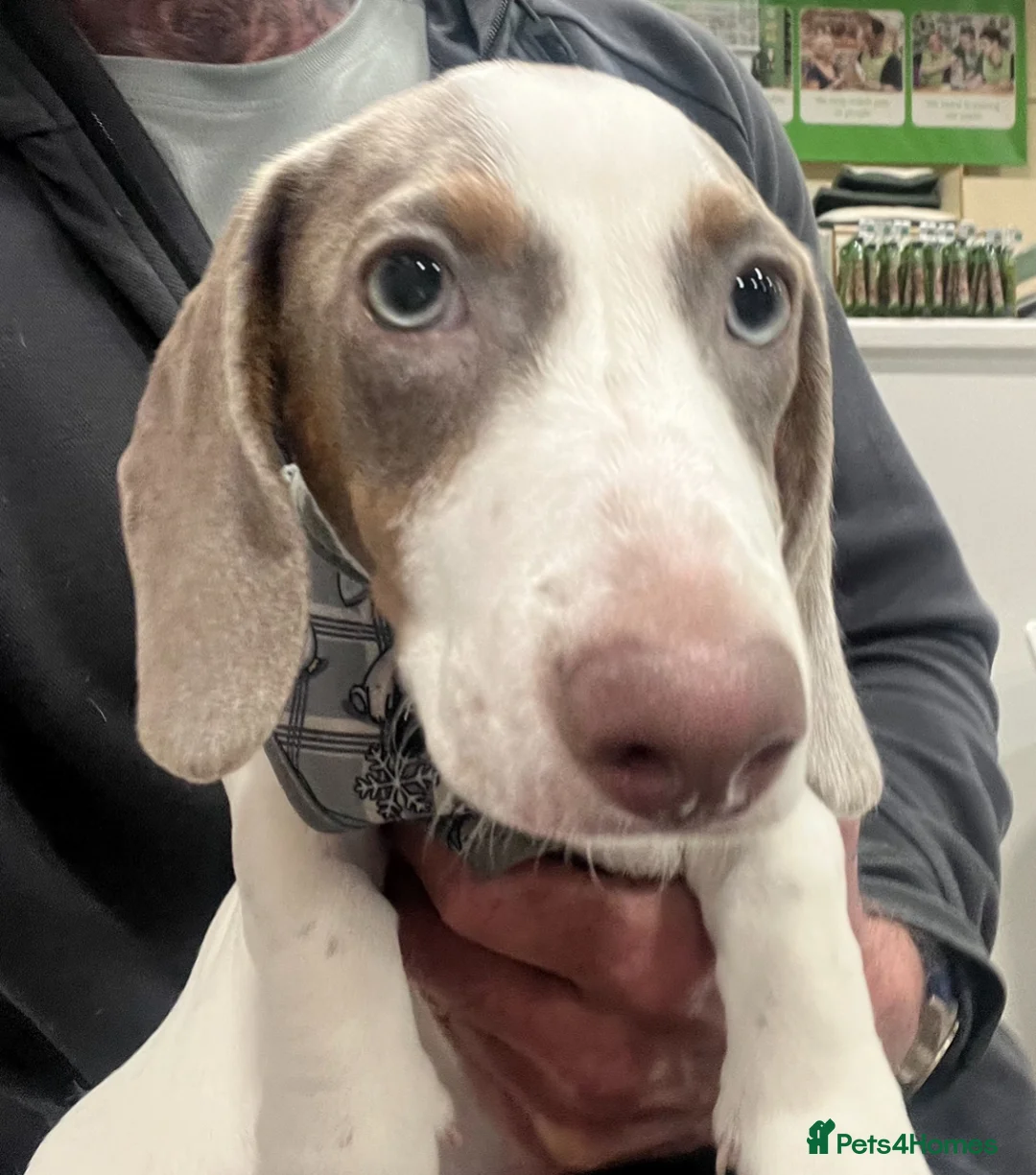 Miniature Dachshund dogs for sale: Mini Dautchund Puppy For Sale  - Advert 1