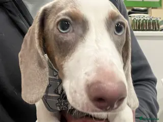 Miniature Dachshund dogs Mini Dautchund Puppy For Sale - Advert 1