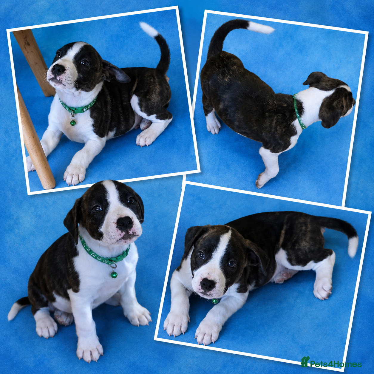Staffordshire Bull Terrier dogs PRICE REDUCED XXX Staffordshire Bull Terrier Pups - Advert 8
