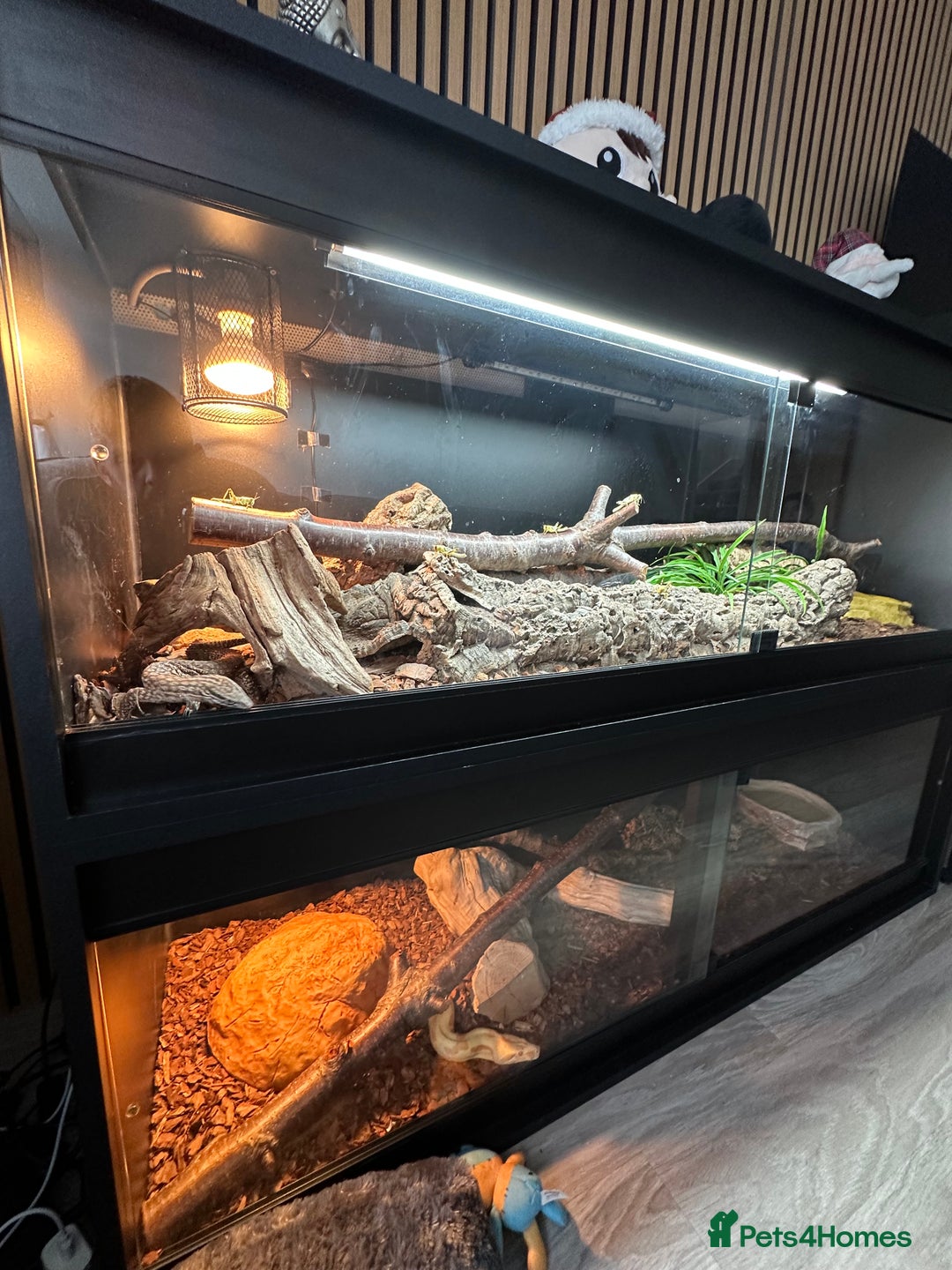 Monitor reptiles for sale: Ackie Monitors & Boa  - Advert 2