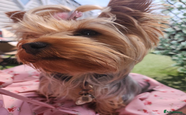 Yorkshire Terrier dogs - Advert 2