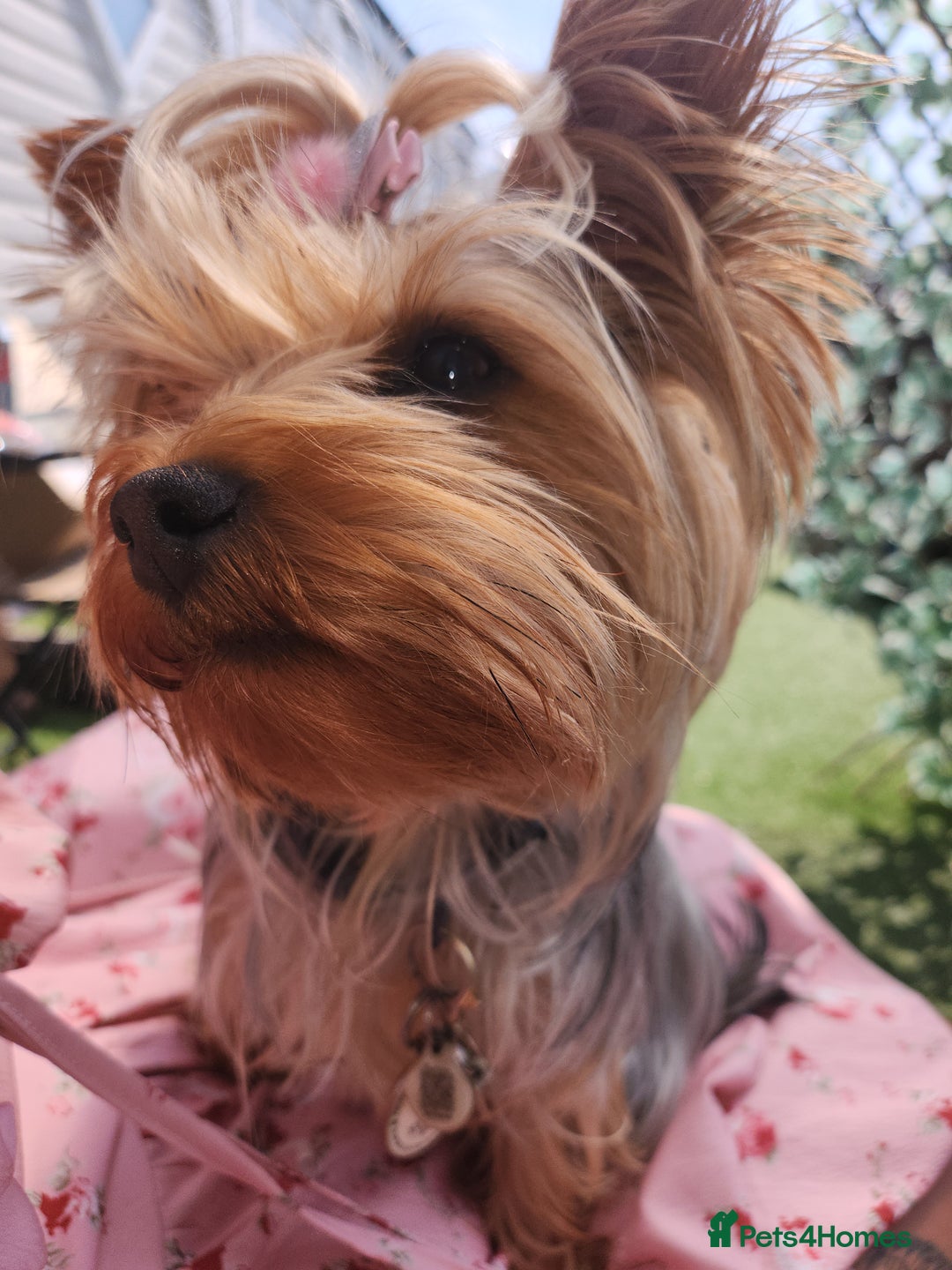 Yorkshire Terrier dogs for sale: Yorkshire terrior toy puppies  - Image 1