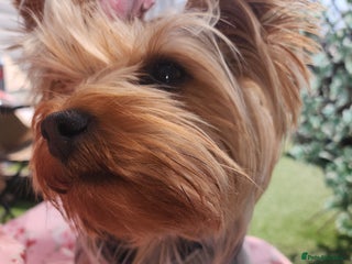 Yorkshire Terrier dogs - Advert 3