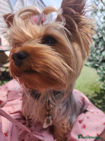 Yorkshire Terrier dogs - Advert 2