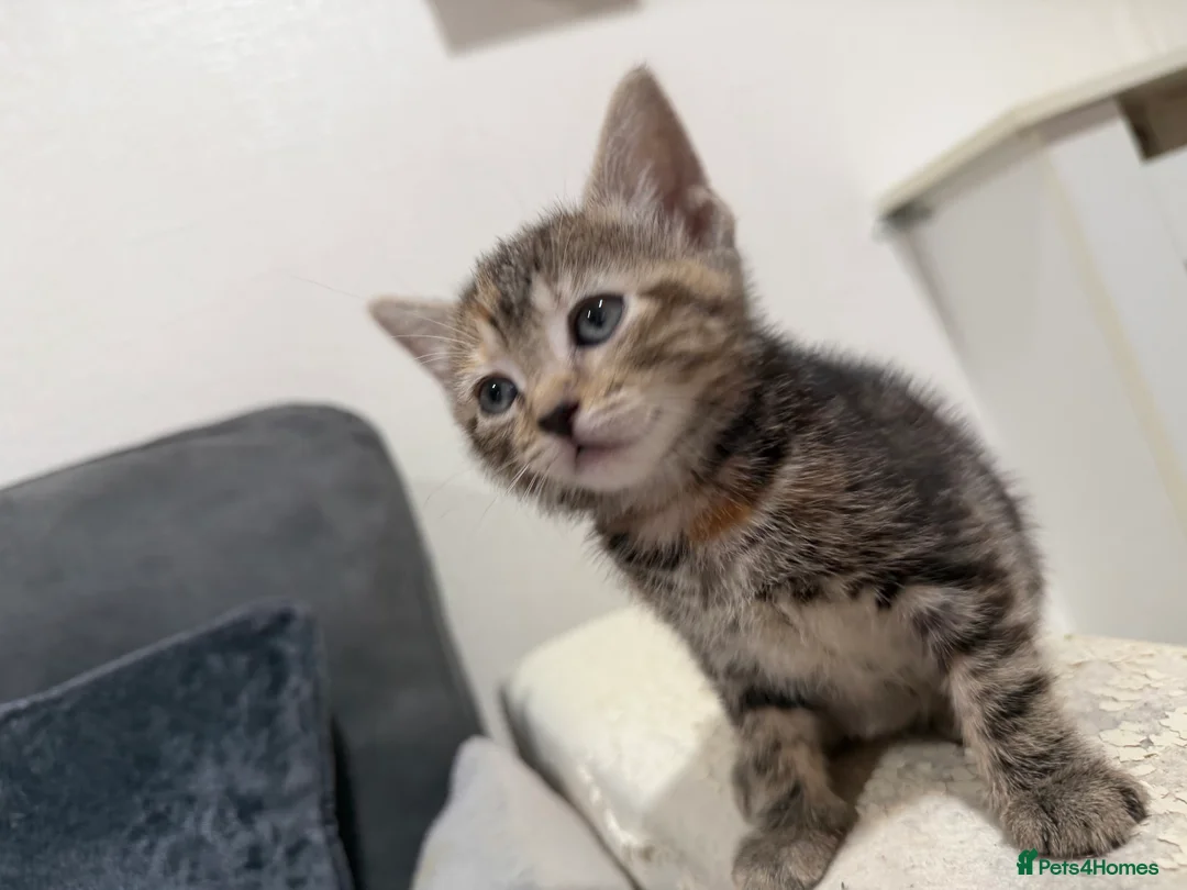 American Shorthair cats for sale: 5 beautiful kittens for sale  - Advert 7