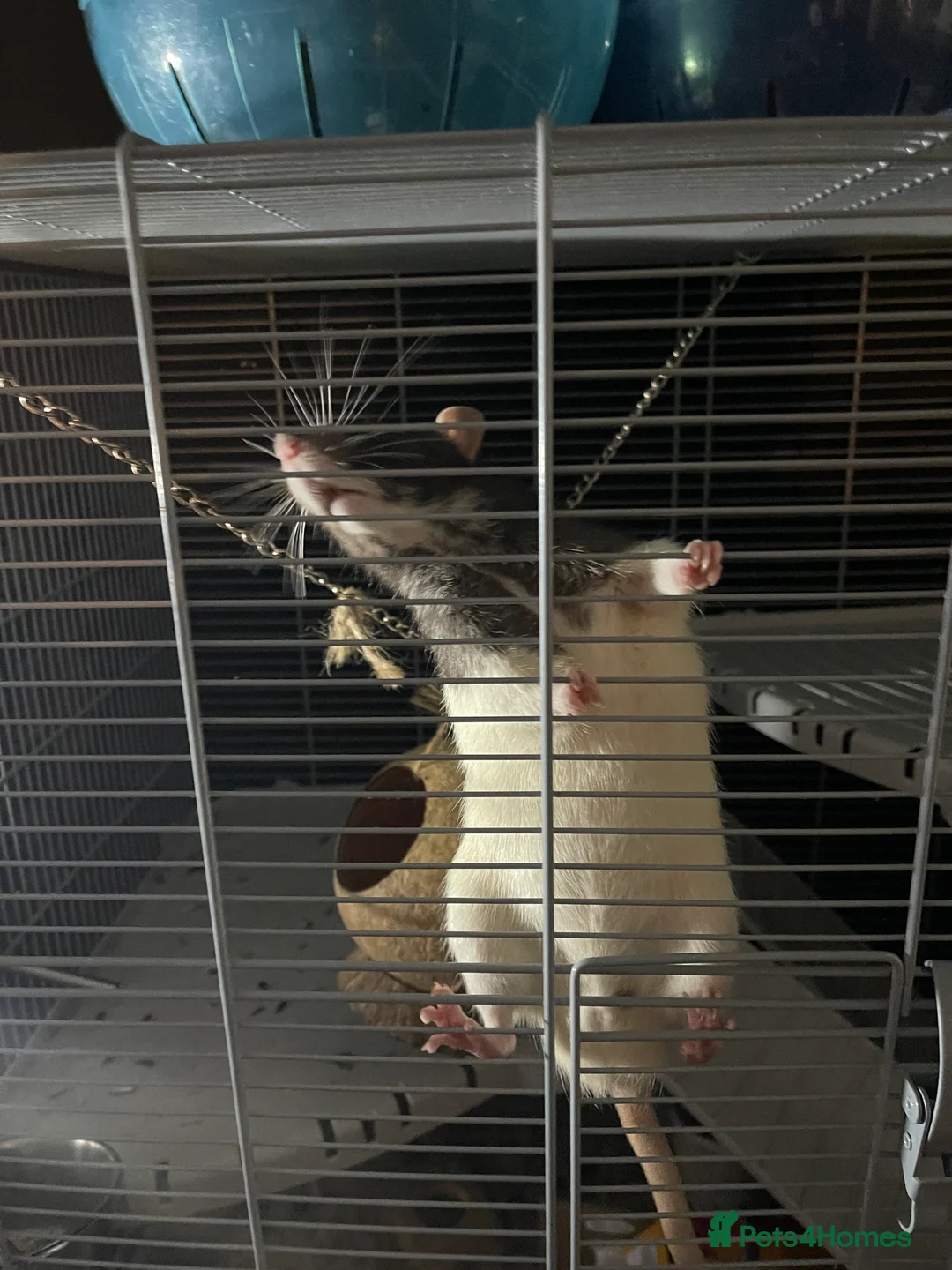 Rat rodents for sale: 2 friendly male rats for sale :) in Crewe - Advert 6