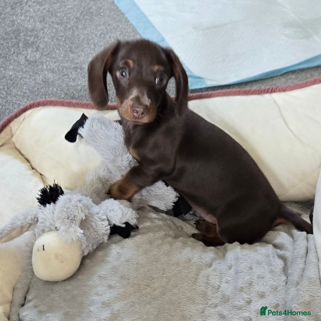 Dachshund dogs for sale: Miniture smooth haired dachshund - Image 9