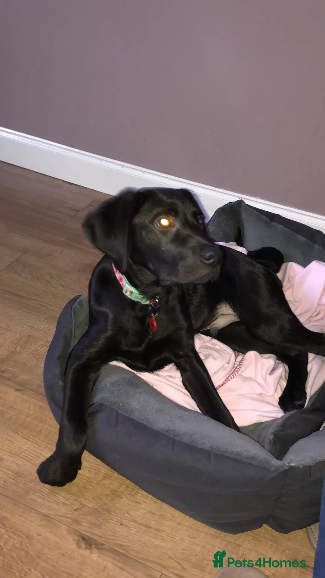 Labrador Retriever dogs for stud: KC REGISTERED LABRADOR STUD  in Worcester - Advert 11