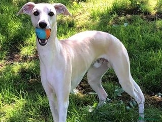 Whippet dogs in Bristol - Advert 1