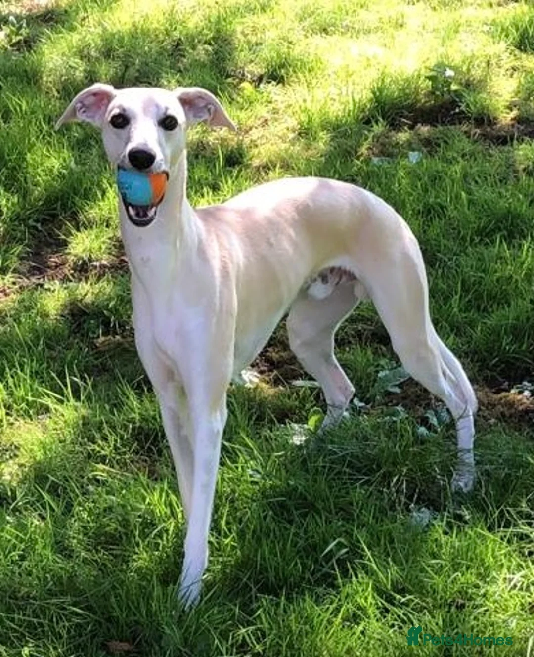 Whippet dogs for stud: KC Reg Heart Tested Gorgeous Fawn Whippet at Stud  in Bristol - Advert 3
