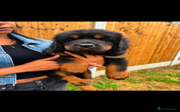 Tibetan Mastiff dogs for sale: 6 Tibetan Mastiff Puppies - Image 23
