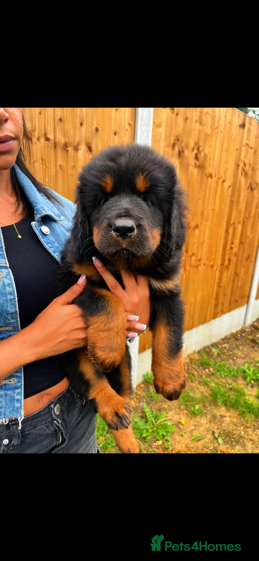 Tibetan Mastiff dogs for sale: 6 Tibetan Mastiff Puppies - Image 23