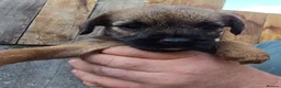 Border Terrier dogs for sale: KC border terrier pups. - Advert 10