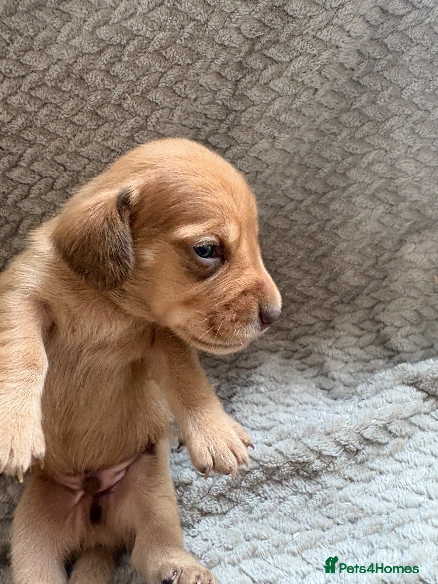 Miniature Dachshund dogs Kc registered mini dachshunds puppies 🐶  - Advert 1