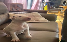 English Bull Terrier dogs for sale: English bull terrier  - Image 5