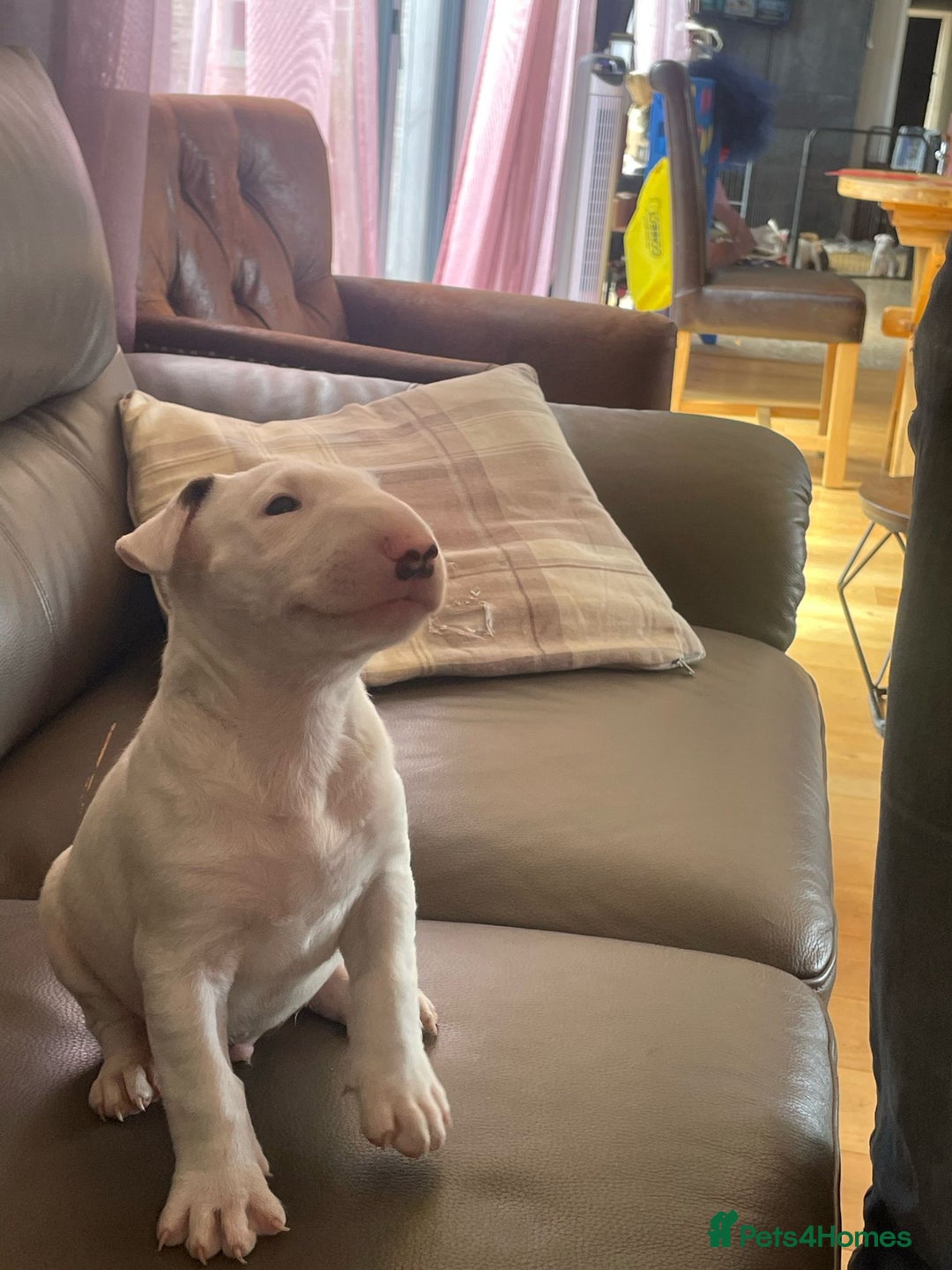 English Bull Terrier dogs for sale: English bull terrier  - Image 5
