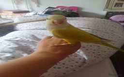 Parakeets birds for sale: Cute Quaker parrots hand reared male and female - Image 27