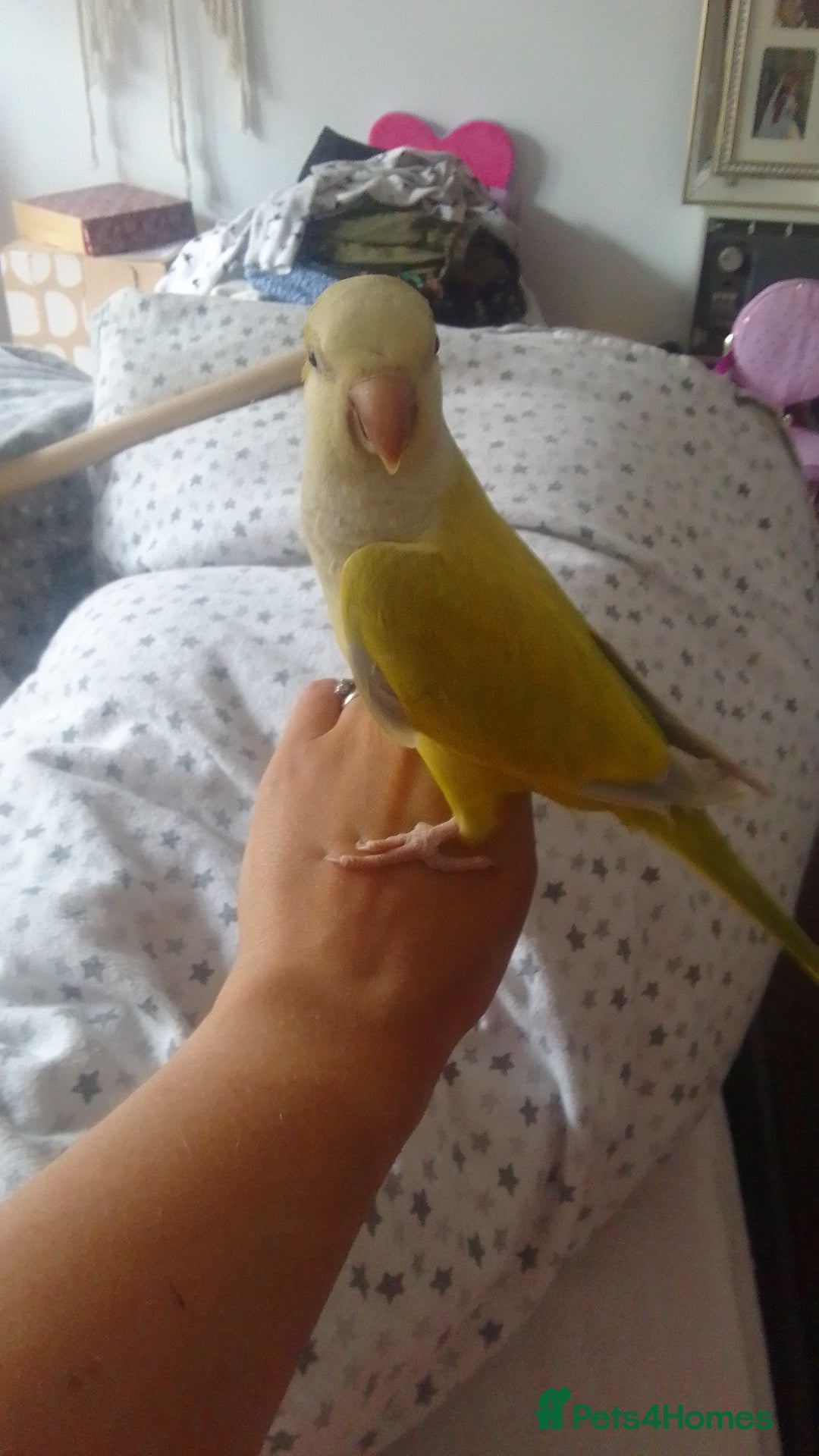 Parakeets birds for sale: Cute Quaker parrots hand reared male and female - Image 27