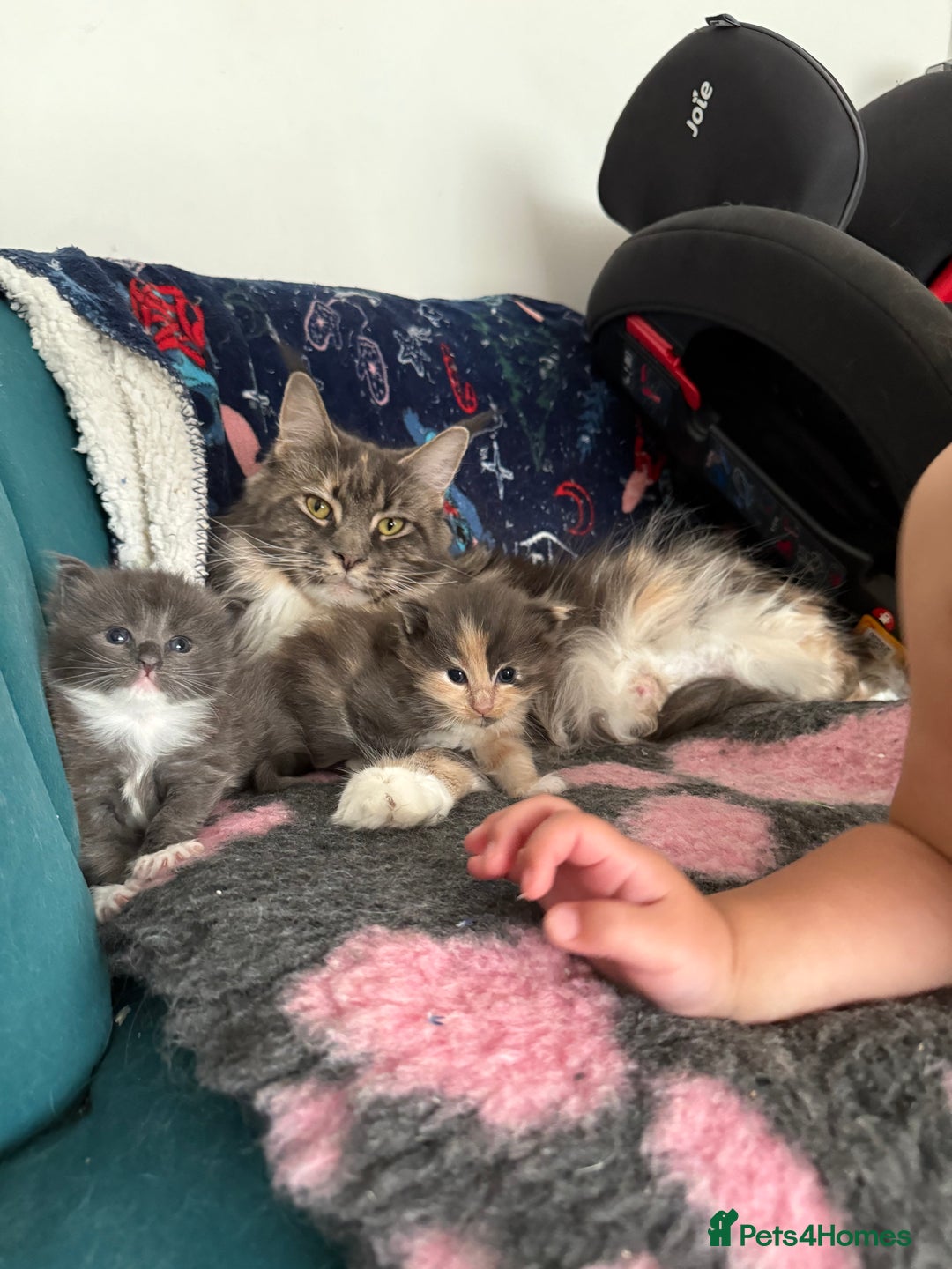 Ragcoon cats for sale: Two beautiful ragcoon kittens - Image 1