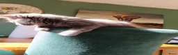 Ragdoll cats for sale: Only grey male available  - Advert 5