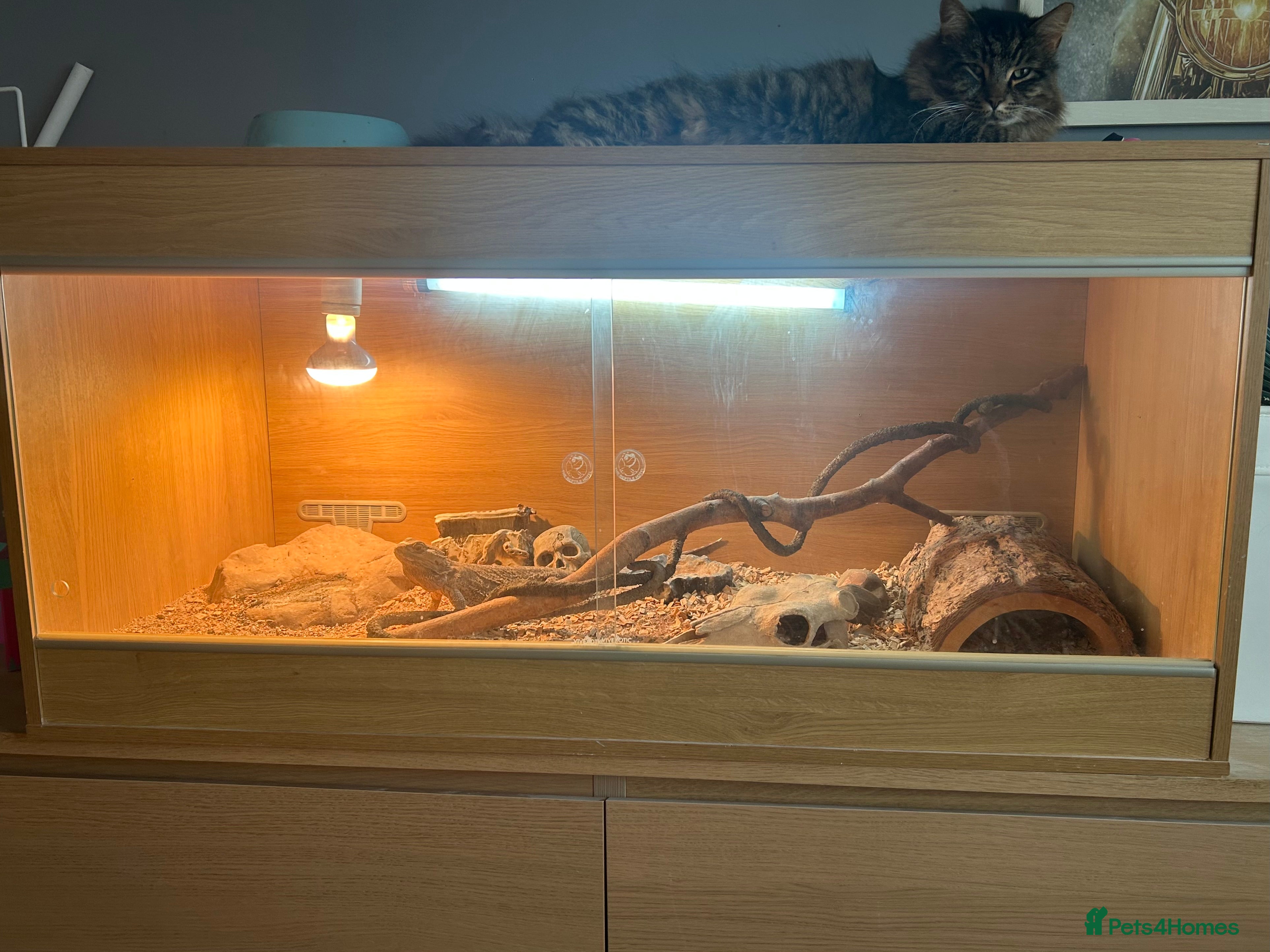 Bearded Dragon reptiles Bearded Dragon & Full Set Up - Advert 1