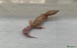 Leopard Gecko reptiles for sale: Leopard gecko babies cb25 - Image 13