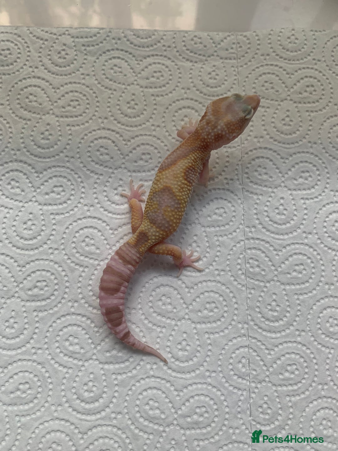 Leopard Gecko reptiles for sale: Leopard gecko babies cb25 - Image 13