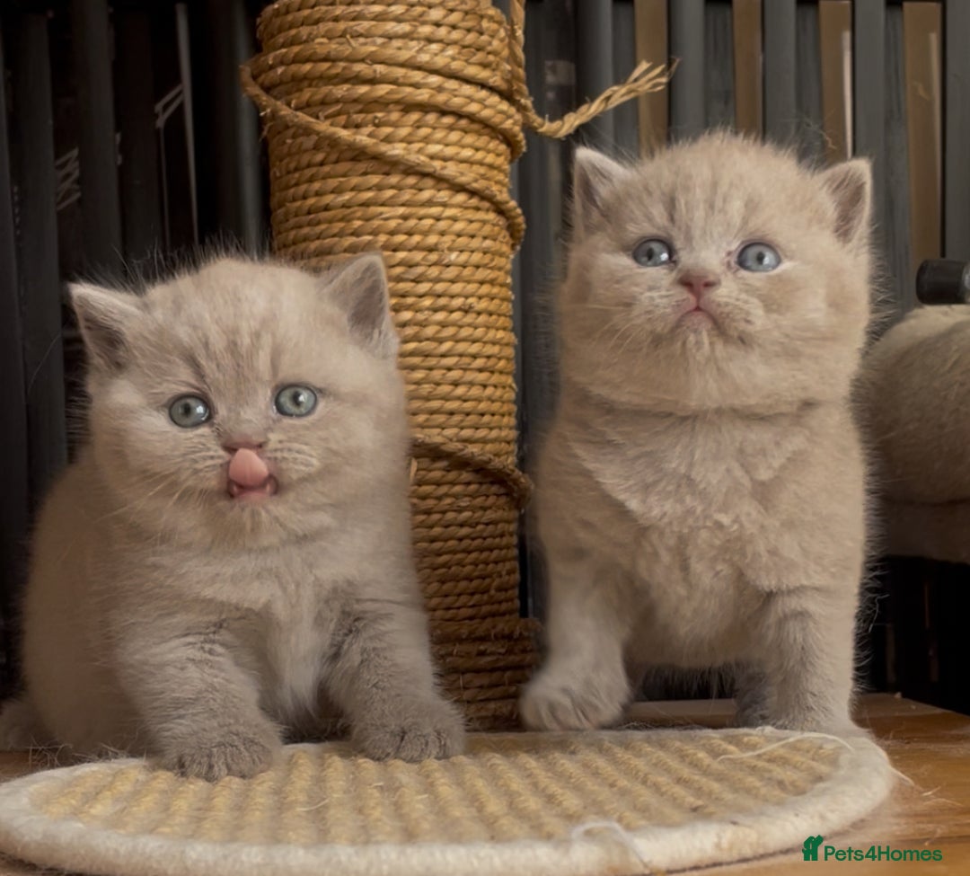 British Shorthair cats for sale:  Absolutely Beautiful BSH Champion Line kittens  - Image 23
